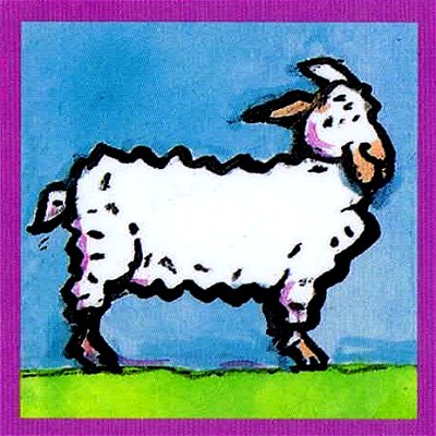 het schaap