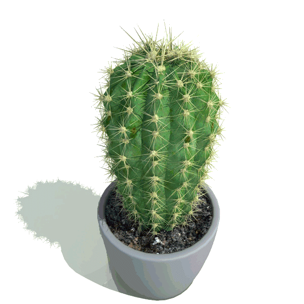 de cactus