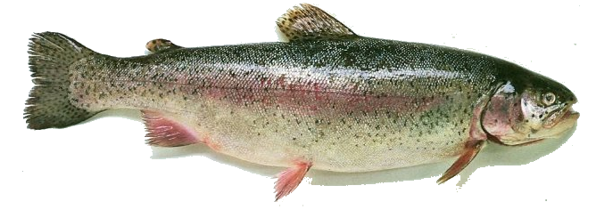 forel