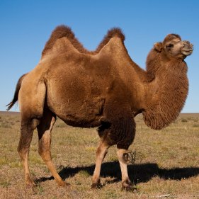 kameel 