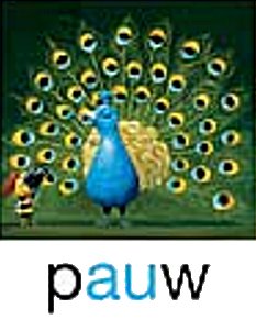 pauw