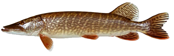 snoek