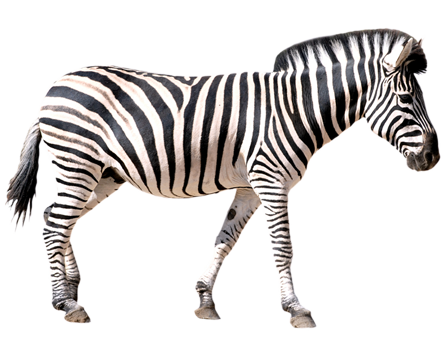 de zebra